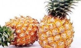 娱乐吃瓜小菠萝视频大全,盘点热门视频大全